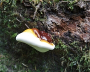MG 8038 Fungus on side of tree